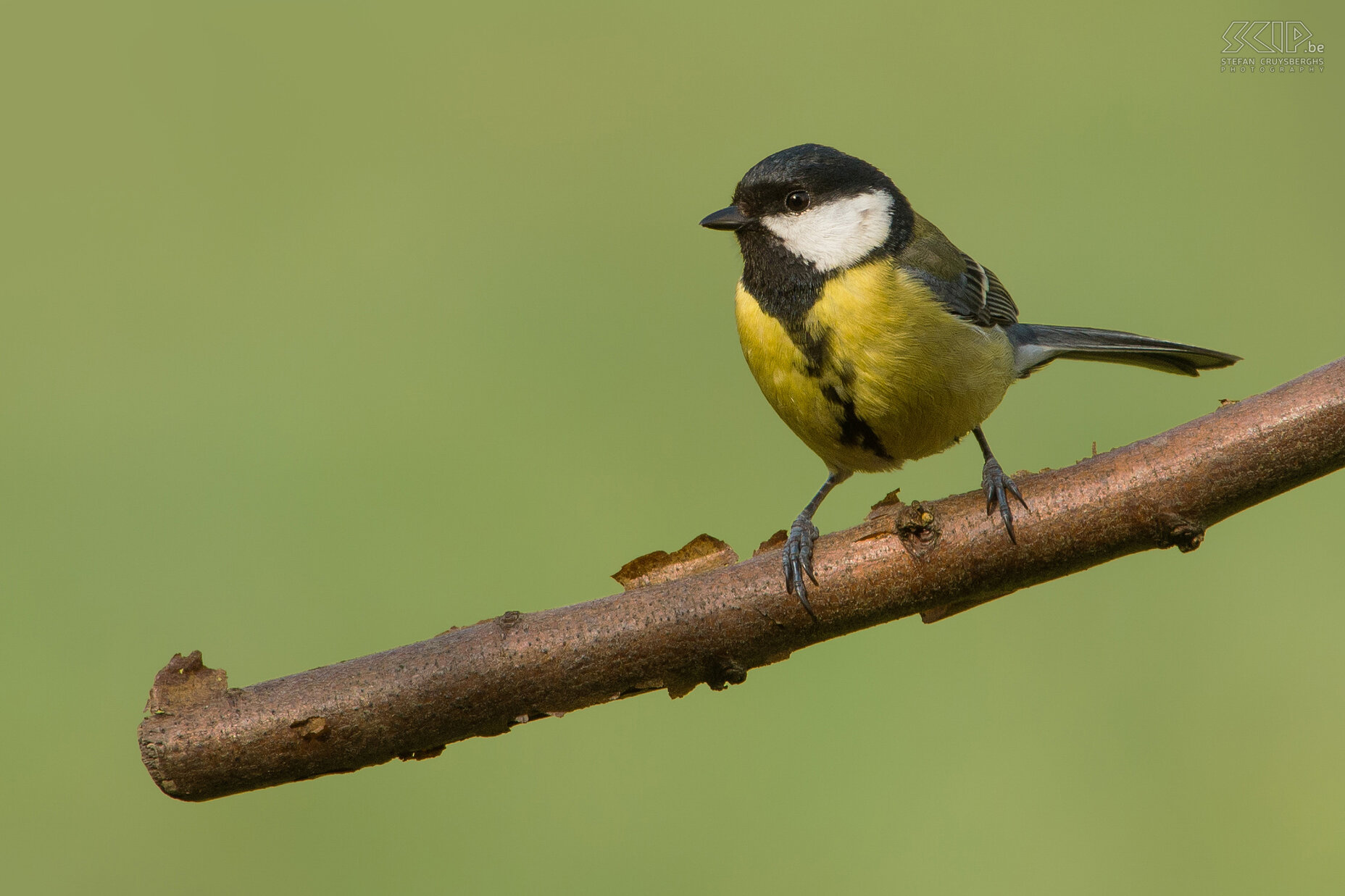 Garden birds - Great tit Parus major Stefan Cruysberghs